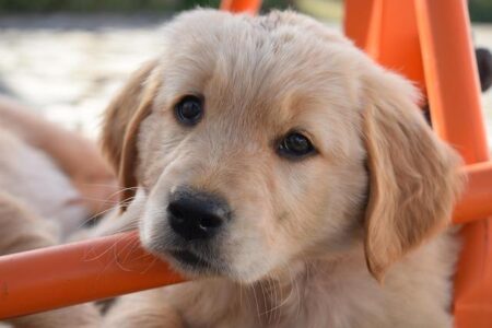 Gorgeous Golden Retriever Puppy’s First Splashy Swim Lesson Is Giving All the Summer Vibes – Yahoo