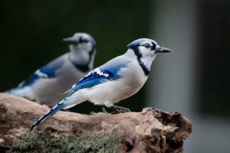 Blue Jays bring 1-0 series lead over Yankees into game 2 – FOX Sports