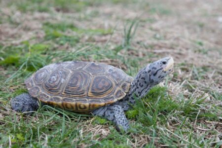 Exciting Addition: Terrapins Welcome Oklahoma Transfer Emma Ghirardato!