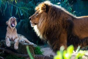 Key Takeaways from the Lions Squad Announcement: What You Need to Know!