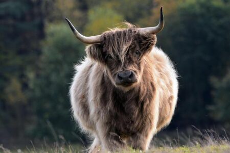 Bulls Dominate Depleted Dragons to Secure Second Place!