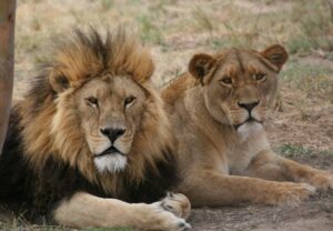 Confronting the Shadows: The Haunting Memories of Lions Judgement Day