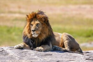 The Only Team That Can Beat Us Is Ourselves,” Declares Lions Winger Hansen