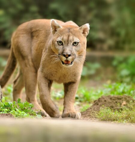 Pumas Changes Since World Cup Semi Final in Paris