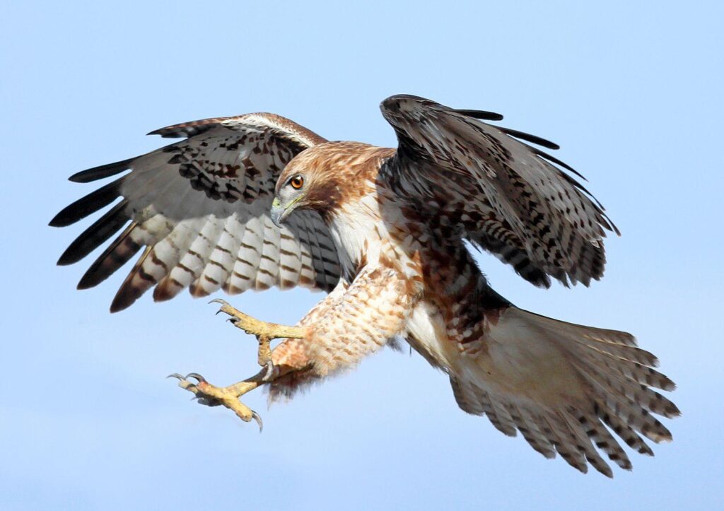 Hawks Set Their Sights on NBA Finals with Bold Early Offseason Moves