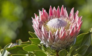 Proteas Clear the Air on Former Captain Ahead of CWC25
