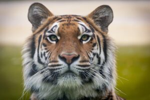 Tigers Roar to Eighth Place in Exciting Mason Rudolph Championship Opener
