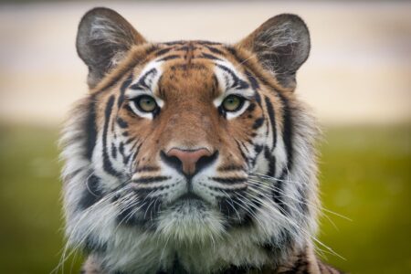 Tigers Roar to Eighth Place in Exciting Mason Rudolph Championship Opener