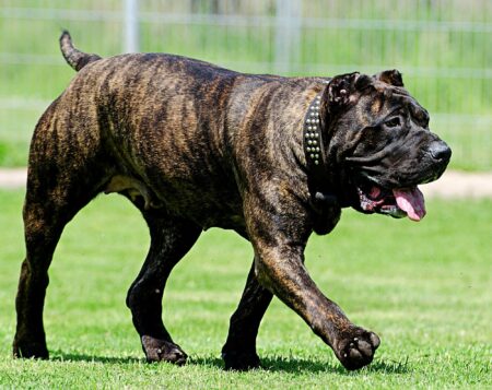 Big Dogs vs. Underdogs: How a Miracle Could Change Everything