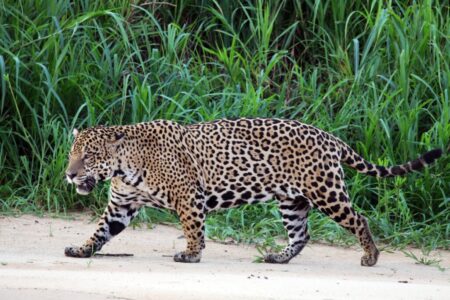 Jaguar in Brazil Breaks Record with Epic Long-Distance Swim