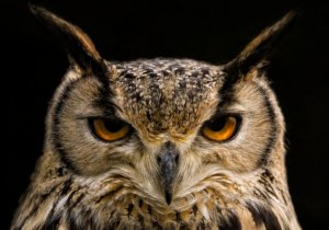 Red Owl Boxing Boss Gabriel Fanous Ignites His Unstoppable Passion for the Sport