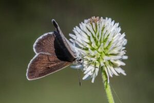 Katie Taylor vs Amanda Serrano: Fight Night Preview, Start Time, and Live Viewing Guide