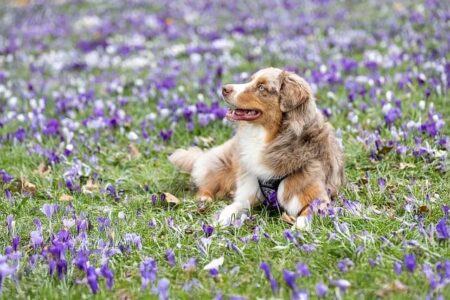 Aussie Marathoner Liam Boudin Honors Grandfather’s Memory Amid World Championships Race Aussie Marathoner Liam Boudin Honors Grandfather’s Memory Amid World Championships Race