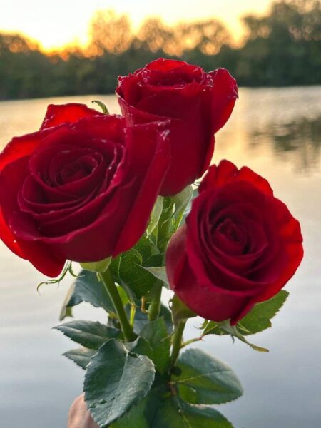 The Moment You’ve Been Waiting For: Red Roses Triumph with the World Cup Trophy