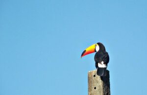 Mayra Bueno Silva Shares the Unexpected Reason She Dressed as a Man to Make Weight for UFC Saudi Arabia