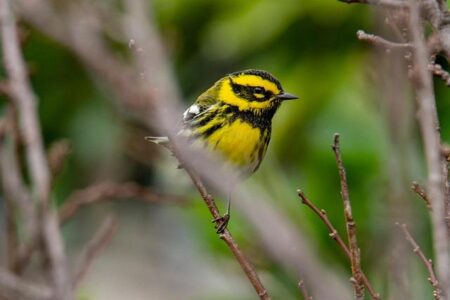 Should Townsend Stay, or Is It Time for a Bold New Direction?