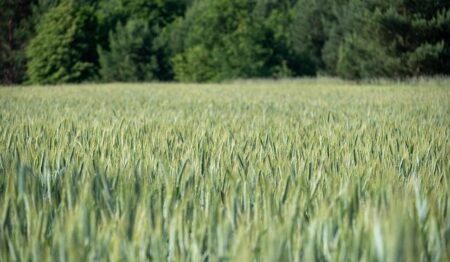 Ian Machado Garry Dominates Belal Muhammad, Calls Out Islam Makhachev for Title Shot – UFC Qatar Highlights