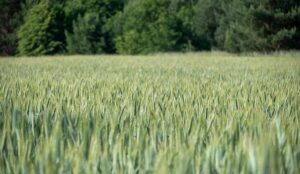 Ian Machado Garry Calls Kamaru Usman ‘Irrelevant’ After UFC Qatar Showdown