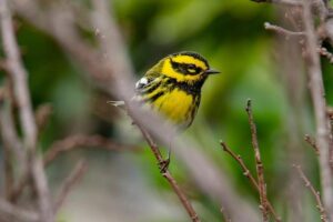 Townsend: Italy Establish Themselves as a Formidable Force in Rugby