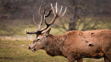 Evangelos Marinakis Storms Out of Nottingham Forest Match Ahead of Ange Postecoglou’s Sacking