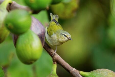 Tennessee Five-Star Legacy Target Lands Spot on 2025 ALL-USA Football Team Watchlist