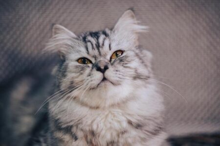 Dodgers Set Sights on Star Free Agent and Two-Time All-Star World Series Hero