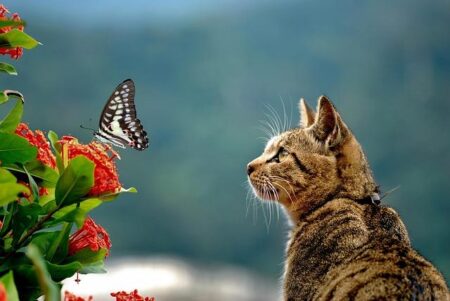 13-Year-Old Yu Zidi Stuns Crowd with Victory in Thrilling 400 IM Showdown at Chinese National Games