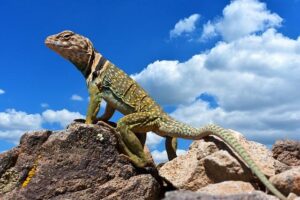 Powerful Serves, Unbreakable Spirit: Philippine Tennis Teams Shine with Dual Bronze at the 33rd Southeast Asian Games! 🥉🎾