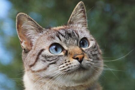 Amy Jones Powers England to Victory, Securing Spot in Women’s Cricket World Cup 2025 Semi-Finals Amy Jones Powers England to Victory, Securing Spot in Women’s Cricket World Cup 2025 Semi-Finals