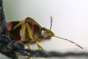 Vadim Nemkov Opens Up: “I’m Determined Not to Let Fedor Down