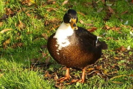 Farrell Stands Firm: Confident and Unshaken by the World Cup Draw