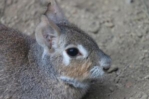 Pampas Eye Super Rugby Americas 2026 Amidst Major Player Exodus