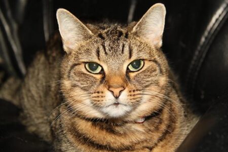 HB Køge vs FC Midtjylland: Live Score Updates, Predicted Lineups, and Key Head-to-Head Stats HB Køge vs FC Midtjylland: Live Score Updates, Predicted Lineups, and Key Head-to-Head Stats