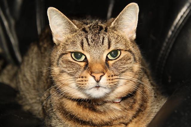 HB Køge vs FC Midtjylland: Live Score Updates, Predicted Lineups, and Key Head-to-Head Stats HB Køge vs FC Midtjylland: Live Score Updates, Predicted Lineups, and Key Head-to-Head Stats