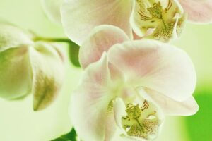 Barcelona’s Jules Kounde Reveals the Truth Behind the Ronald Araujo Situation