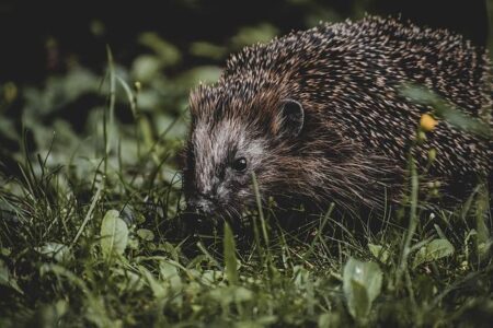 Spurs Dominate in Heart-Pounding Win Over OKC Spurs Dominate in Heart-Pounding Win Over OKC