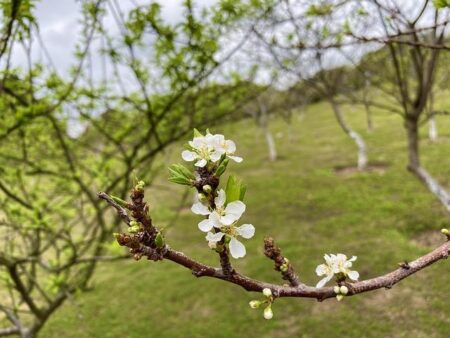 Lee Makes History with a Rare White Sox Feat Unseen in Over a Century!