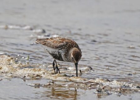 Rylee Erisman Blazes Through Relay Splits with Jaw-Dropping 21.64 and 1:41.86 at Junior Nationals Kickoff