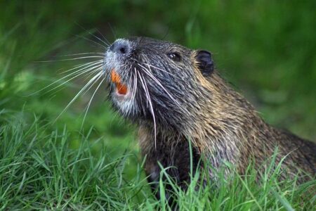 Heroic Rescue: Brave Effort Saves Swimming Beaver from Texas Reservoir