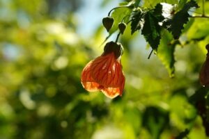 Exciting Showdowns Ahead: Davidovich Fokina Takes on Humbert, Paul Faces Machac!