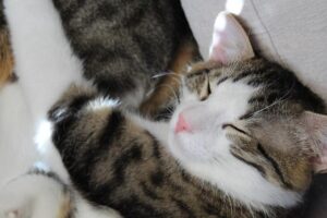 Pat Cummins and Josh Hazlewood to Miss Pakistan Series but Stay Optimistic for T20 World Cup, Says George Bailey