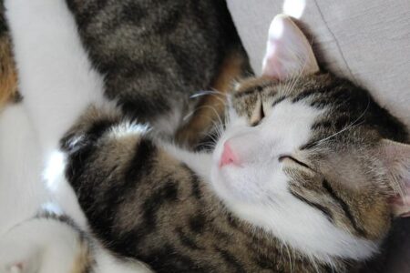 Pat Cummins and Josh Hazlewood to Miss Pakistan Series but Stay Optimistic for T20 World Cup, Says George Bailey