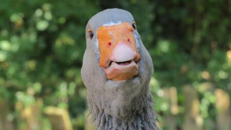 Mavi García Defies the Odds with Stunning Solo Victory in Tour de France Femmes Stage 2 at 41 Mavi García Defies the Odds with Stunning Solo Victory in Tour de France Femmes Stage 2 at 41