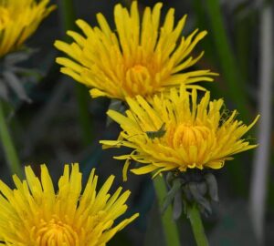 Unforgettable Highlights from the Thrilling 14th Match: GG-W vs UPW-W Cricket Showdown