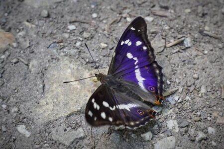 Ilia Topuria’s Ex-Wife Takes Legal Action Against Joe Rogan Over Harassment Linked to Fake AI Image Ilia Topuria’s Ex-Wife Takes Legal Action Against Joe Rogan Over Harassment Linked to Fake AI Image