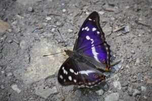 Ilia Topuria Mocks Paddy Pimblett After UFC 324 Loss, Says Justin Gaethje Is “Screwed No Matter What”