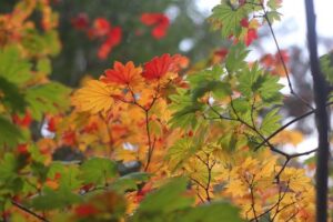 Aki Suspended for Ireland’s First Three Six Nations Matches