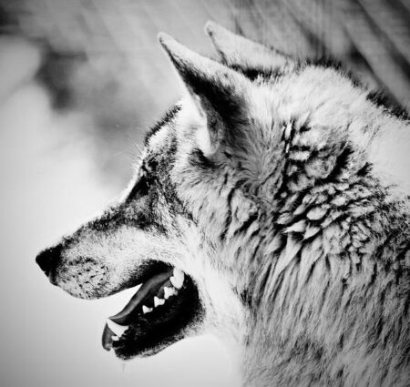 Areola and Todibo Join Forces to Launch Charity Calendar During Exclusive Paragon Visit