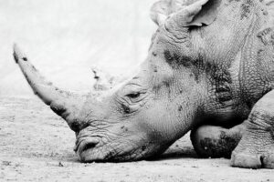 Southern Methodist Clinches Exciting Win Over Utah in Intense Dual Meet