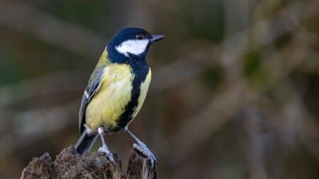 Middleton Clinches Fourth Straight Division 1 Boys Swimming & Diving Title